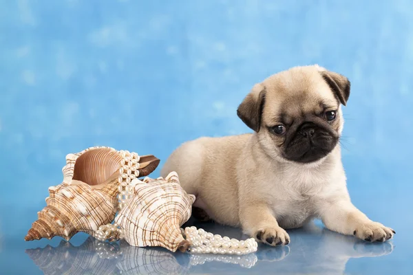 Pug puppy and sea shells — Stock Photo, Image