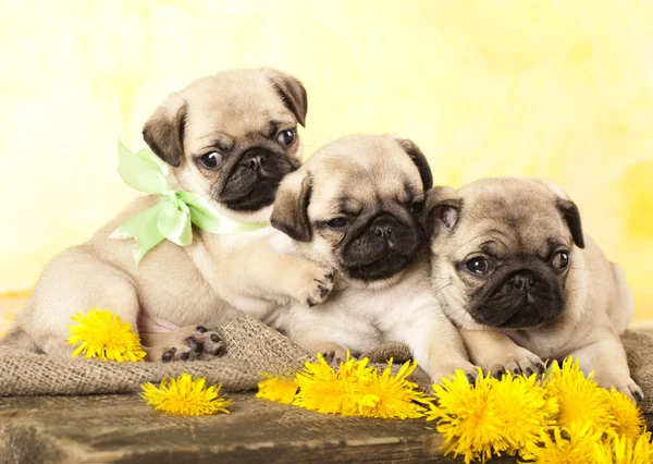 Portret pug puppy i mniszek kwiaty — Zdjęcie stockowe