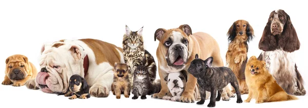 Группа кошек и собак — стоковое фото