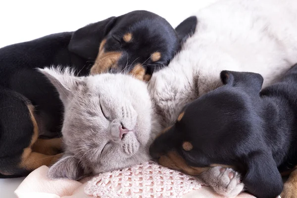 Kitten and puppies — Stock Photo, Image