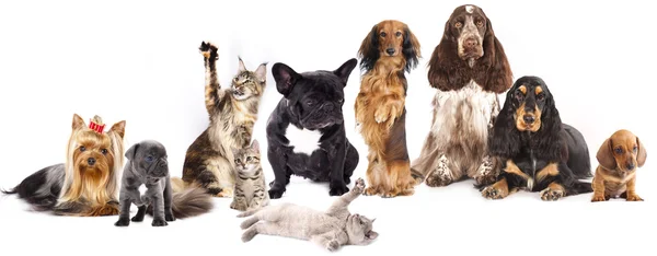 Kediler ve köpekler grup — Stok fotoğraf