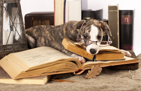 Hundar i glas med böcker — Stockfoto