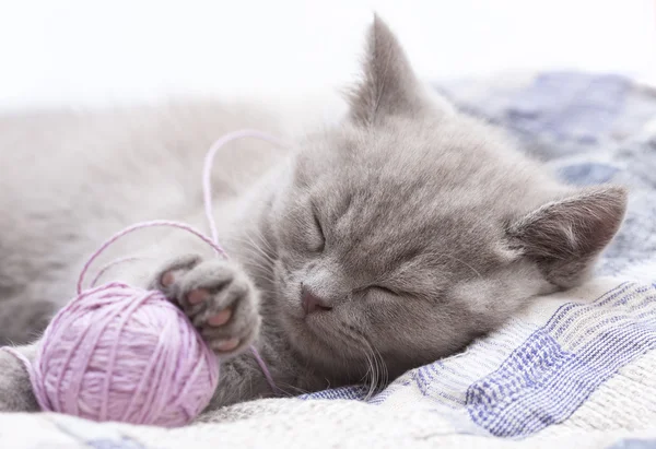 Durmiendo gatito británico — Foto de Stock
