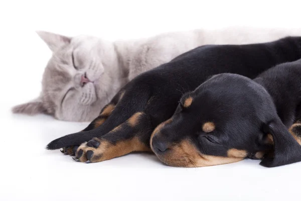 Kitten en puppies — Stockfoto
