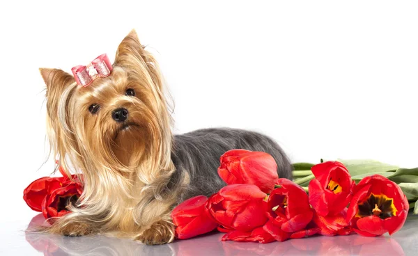 约克夏犬和鲜花 — 图库照片