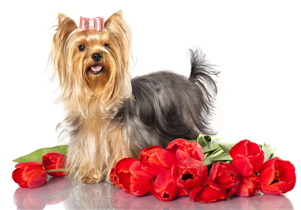 Yorkshire terrier och blommor — Stockfoto