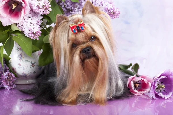 Yorkshire terrier and flowers — Stock Photo, Image