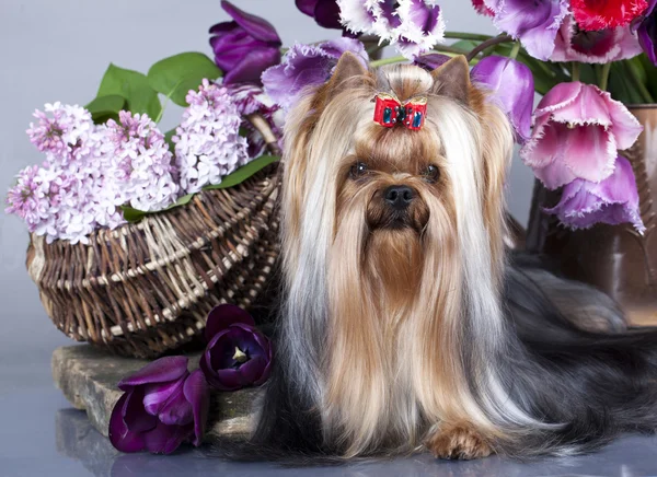 Yorkshire terrier and flowers — Stock Photo, Image
