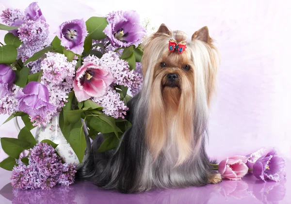 约克夏犬和鲜花 — 图库照片