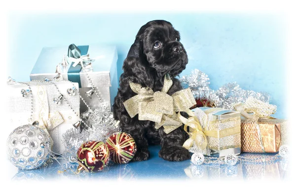 American Cocker Spaniel puppy and gifts christmas — Stock Photo, Image