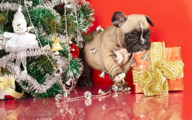 French bulldog puppy and gifts christmas clipart