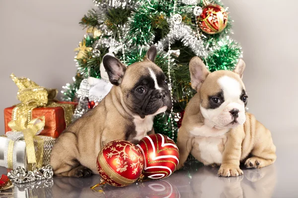 Franse bulldog pup en giften van Kerstmis — Stockfoto