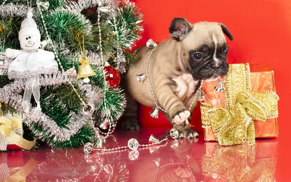 Cachorro buldogue francês e presentes Natal — Fotografia de Stock