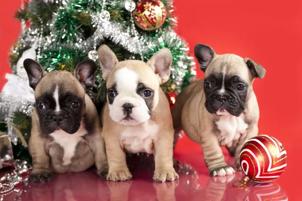 Bulldog francés cachorro y regalos navidad, bola — Foto de Stock
