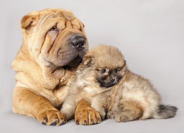 シャーペイの子犬とスピッツ — ストック写真