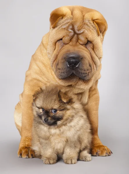 Shar pei puppy and Spitz — Stock Photo, Image