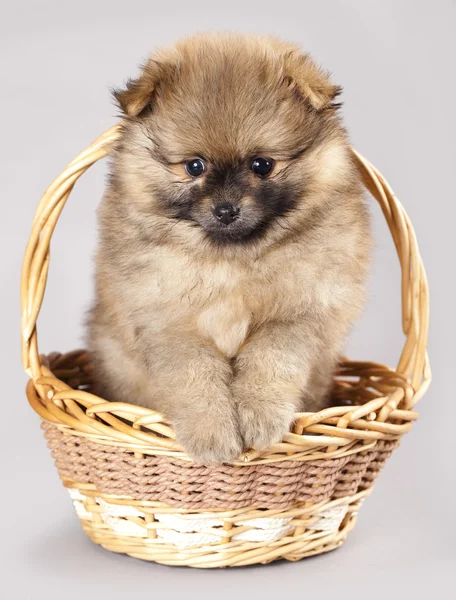 Puppy of the spitz-dog — Stock Photo, Image