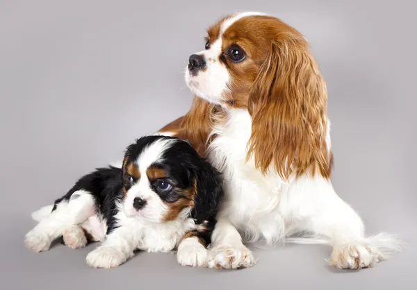 Cavalier King Charles spaniel puppies — Stock Photo, Image