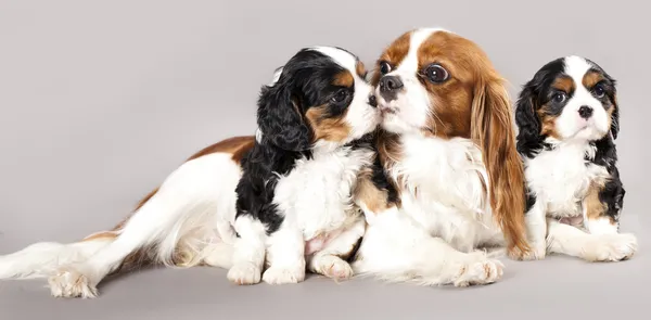 Spaniel monter and puppy — Stock Photo, Image