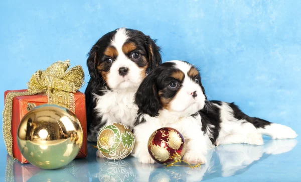 Spaniel puppies and gifts christmas — Stock Photo, Image