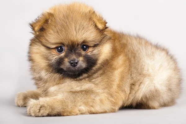 Puppy of breed a Pomeranian spitz-dog Royalty Free Stock Images