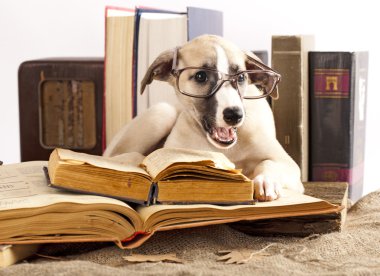 Dogs in glasses with books clipart