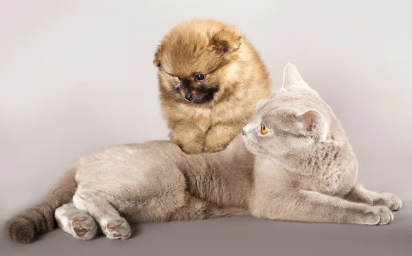 斯皮茨的小狗和猫 — 图库照片