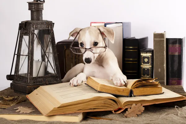 Anjing berkacamata dengan buku. — Stok Foto