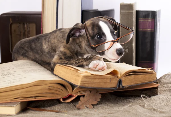 Koirat lasit kirjoja — kuvapankkivalokuva