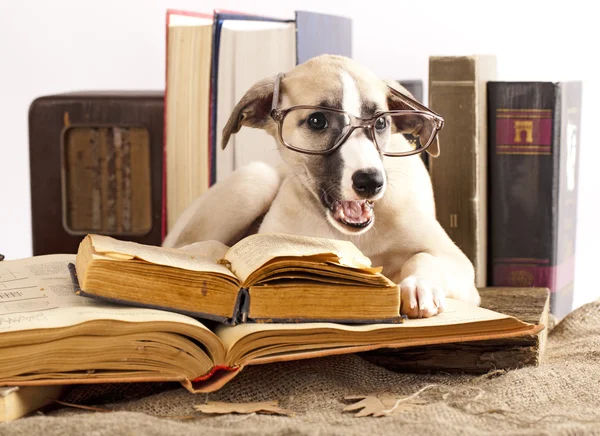 Anjing berkacamata dengan buku. — Stok Foto