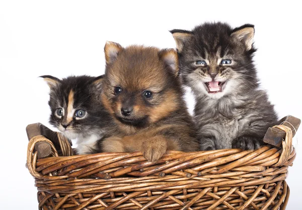 Valpen av spitz-hunden med en kattunge — Stockfoto