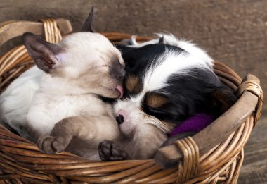 Kitten and puppy clipart