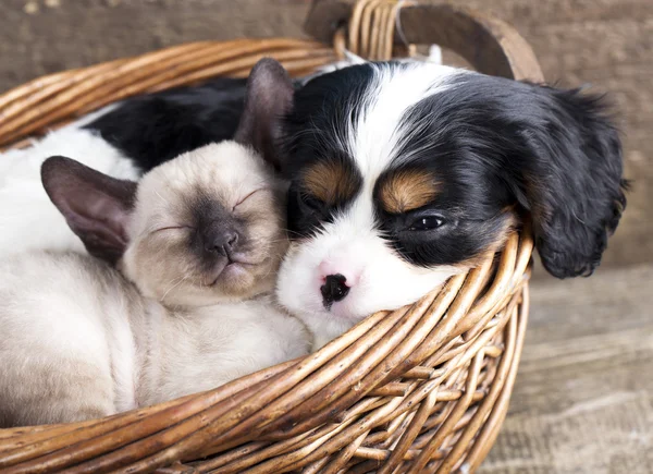 小狗和小猫 免版税图库图片