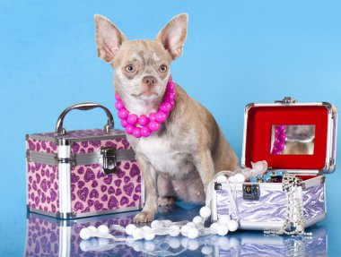 Chihuahua dressed in pink background clipart