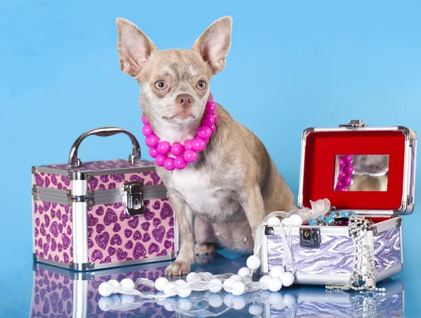 Chihuahua vestita con sfondo rosa — Foto Stock