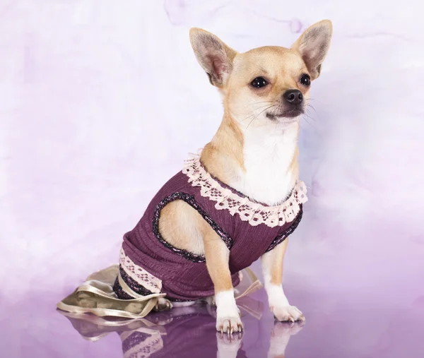 Chihuahua gekleed in roze achtergrond — Stockfoto