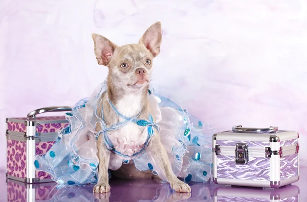 Chihuahua gekleed in roze achtergrond — Stockfoto