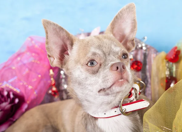 Hund Chihuahua — Stockfoto