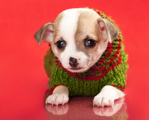 Chihuahua köpek yavrusu kırmızı arka planda giyinmiş — Stok fotoğraf