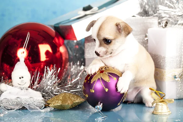 Chihuahua hua pup — Stockfoto