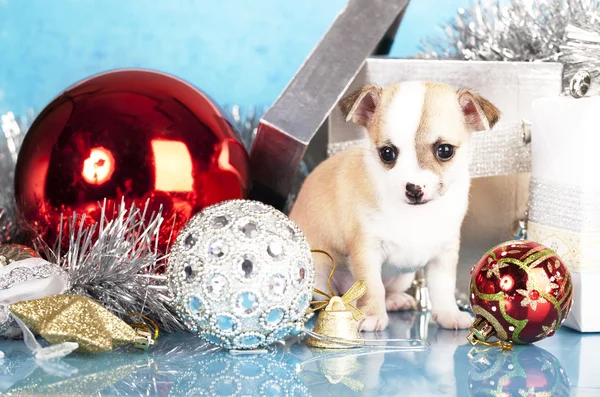 Chihuahua hua filhote de cachorro — Fotografia de Stock