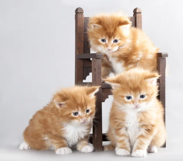 Kitten Maine Coon — Stockfoto