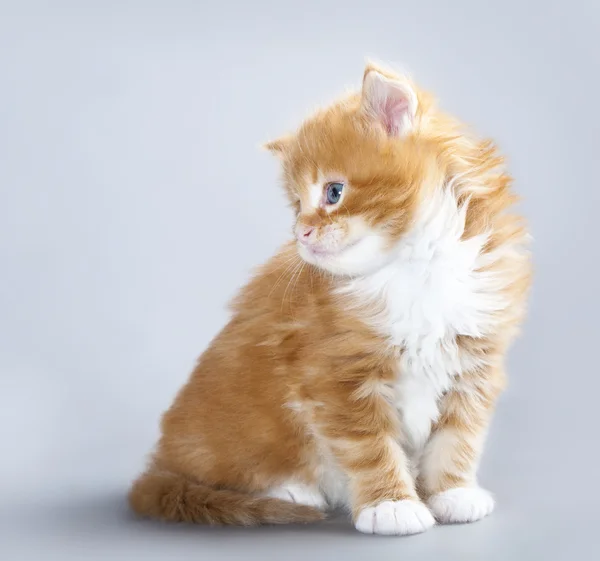 子猫メインクーン — ストック写真