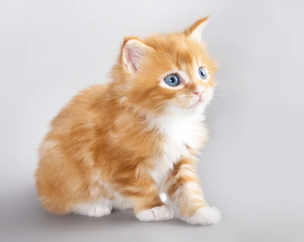 Kitten Maine Coon — Stock Fotó