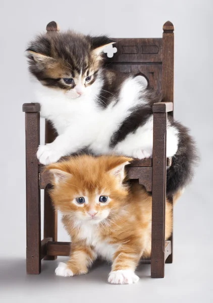 Kitten Maine Coon — Stockfoto