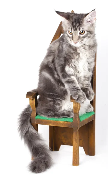 子猫メインクーン — ストック写真