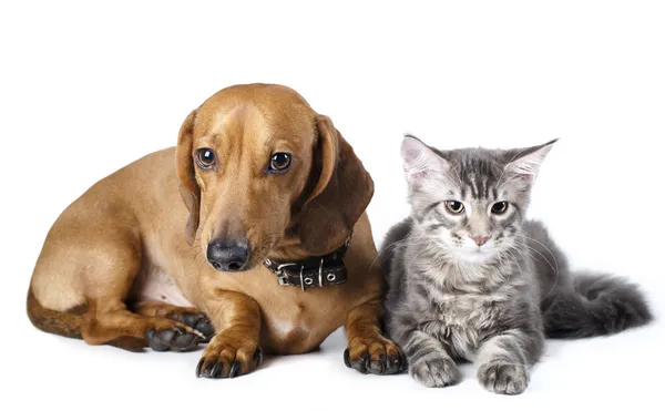Gato y perro —  Fotos de Stock
