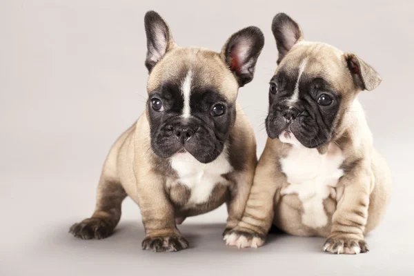 Puppy french bulldog puppy — Stock Photo, Image