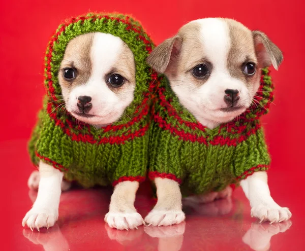 Chihuahua köpek yavrusu kırmızı arka planda giyinmiş — Stok fotoğraf