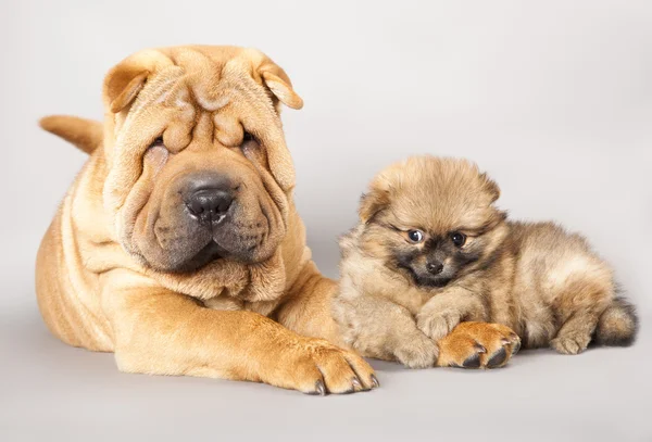 Shar pei cucciolo e Spitz — Foto Stock